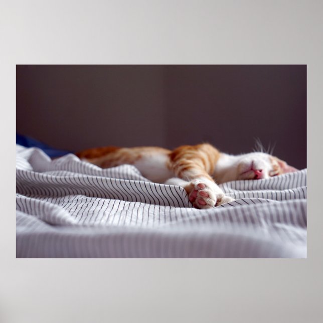 Cute Ginger Orange Tabby Cat Sleeping Poster (Front)