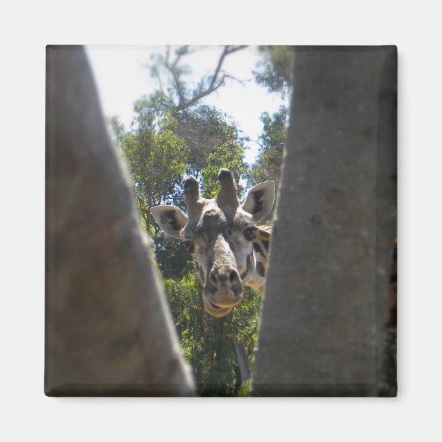 Cute Giraffe Close-Up Fridge Magnet (Front)