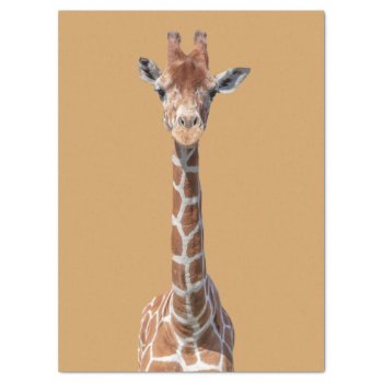 Cute Giraffe Face Tissue Paper by hildurbjorg at Zazzle