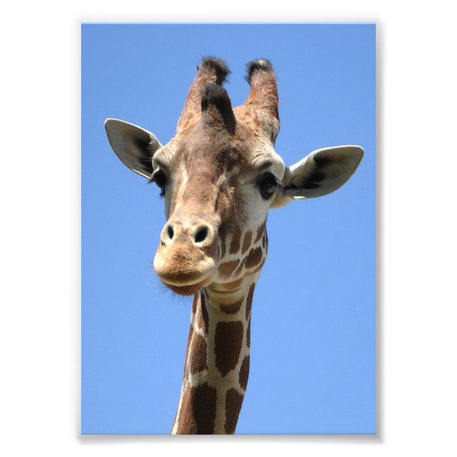 Cute Giraffe Photo (Front)