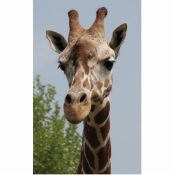 Cute Giraffe Statuette by Argos_Photography at Zazzle