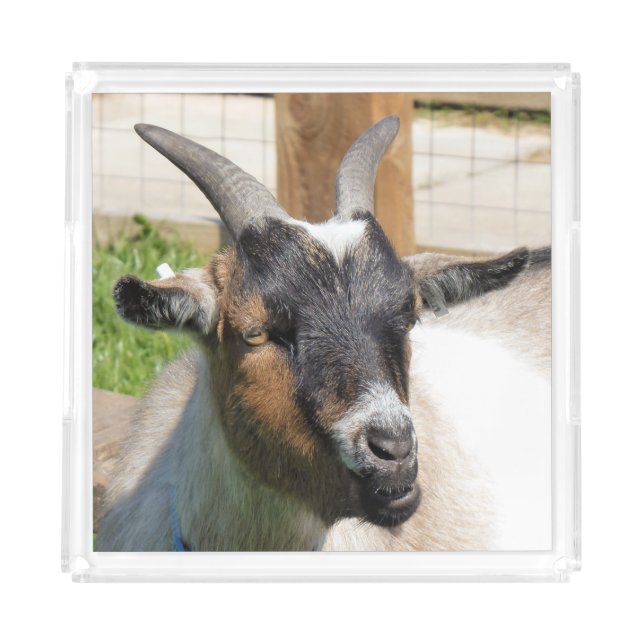 CUTE GOAT ACRYLIC TRAY (Front)