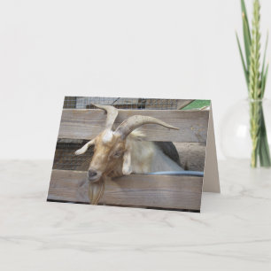 Cute Goat Begging for Attention Greeting Card