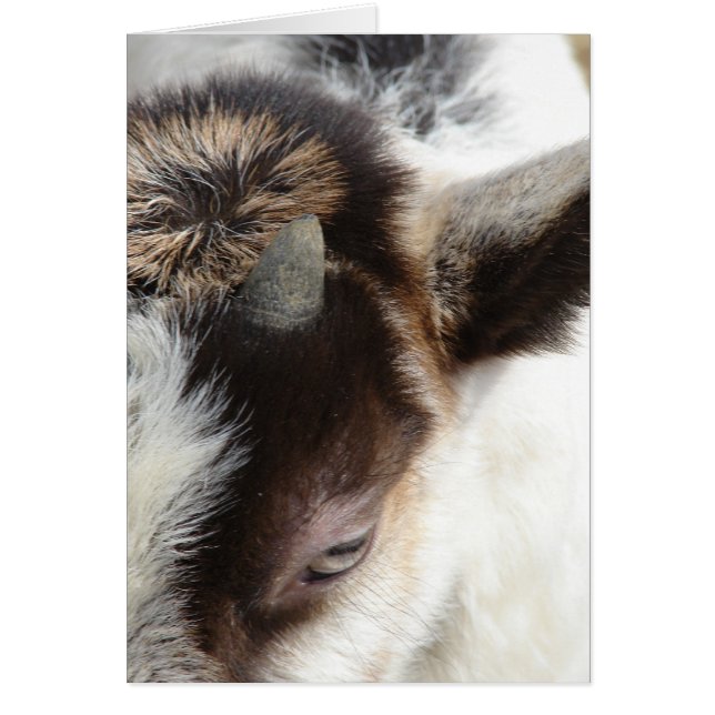Cute Goat Cards (Front)