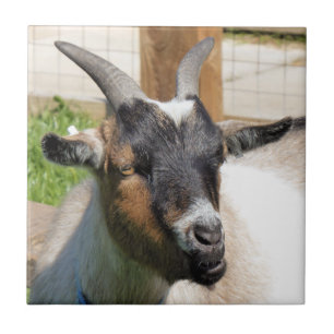 CUTE GOAT CERAMIC TILE