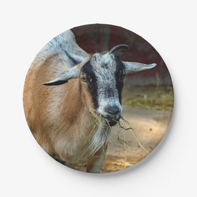 Cute Goat Eating Hay Photo Paper Plates (Front)