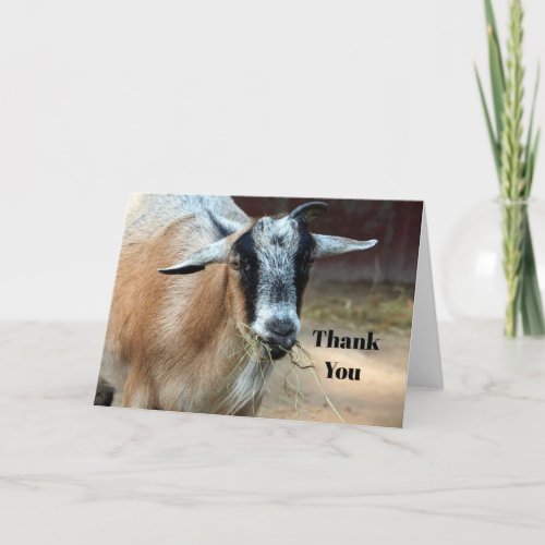 Cute Goat Eating Hay Photo Thank You Card
