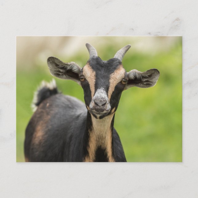 Cute Goat Farm Animal  Postcard (Front)