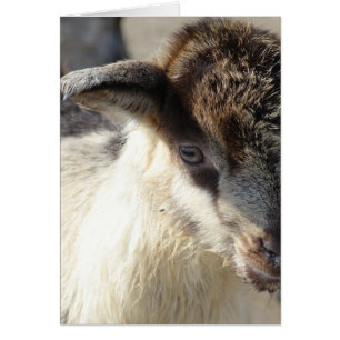 Cute Goat Kid Cards