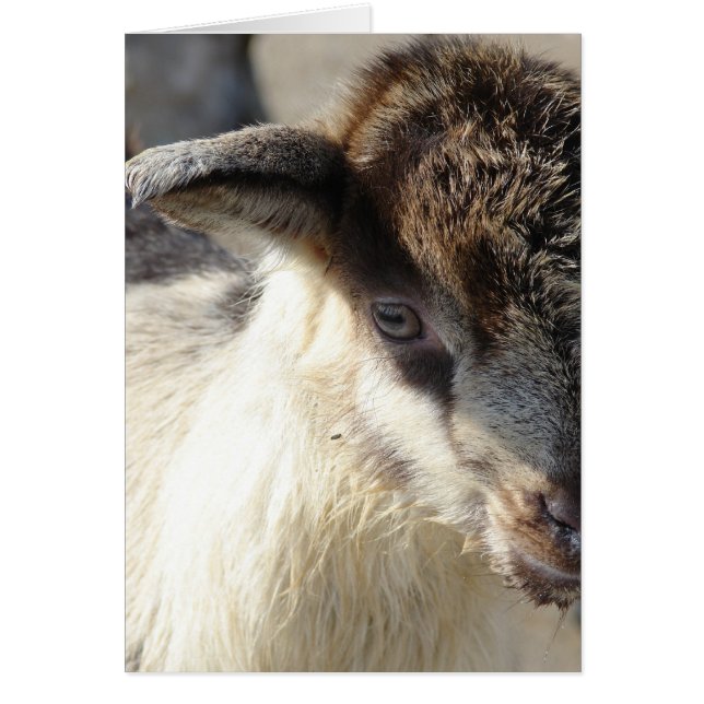 Cute Goat Kid Cards (Front)