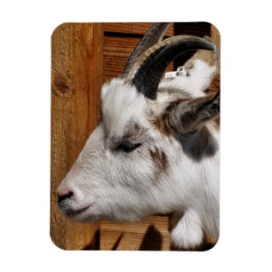 CUTE GOAT MAGNET