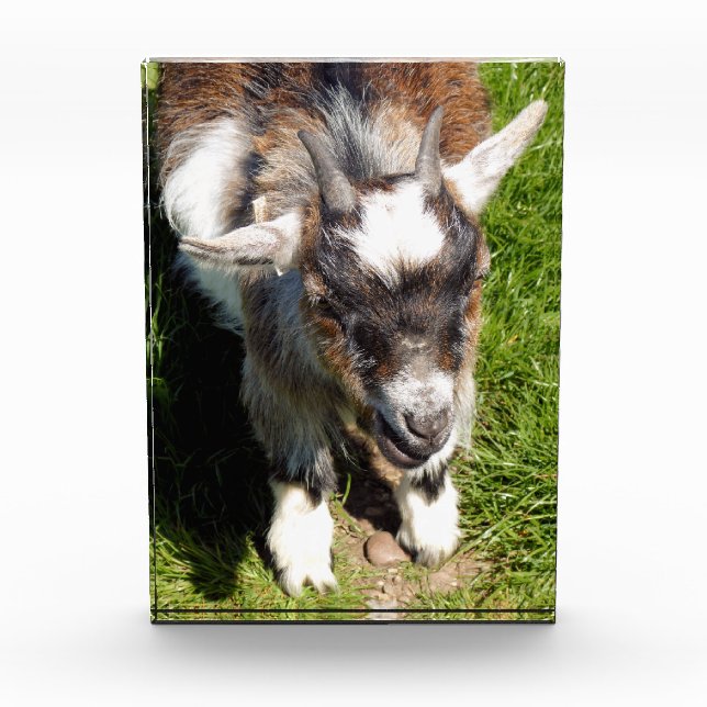 CUTE GOAT PHOTO BLOCK (Front)