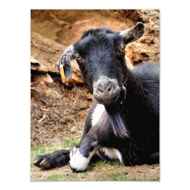 CUTE GOAT PHOTO PRINT (Front)