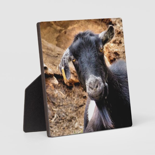 CUTE GOAT PLAQUE (Front)