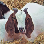 CUTE GOAT POCKET WATCH<br><div class="desc">An art design of a cute Boer Goat. The breed originating from South Africa.</div>