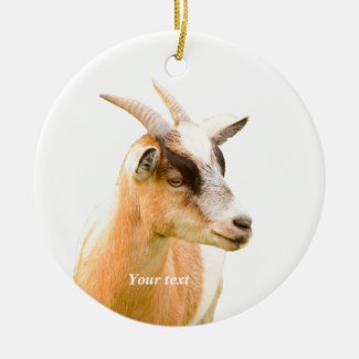 Cute goat portrait photography 