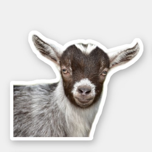 Cute Goat Portrait Sticker