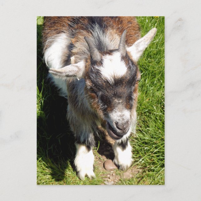 CUTE GOAT POSTCARD (Front)