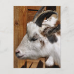 CUTE GOAT POSTCARD