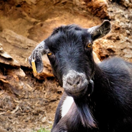 CUTE GOAT SERVING TRAY