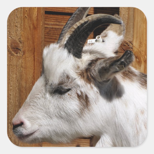 CUTE GOAT  SQUARE STICKER (Front)