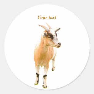 Cute goat standing photography classic round sticker