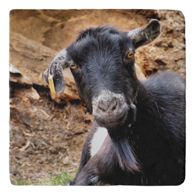CUTE GOAT TRIVET (Front)
