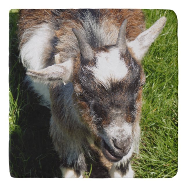 CUTE GOAT TRIVET (Front)