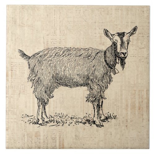 Cute Goat with Bell Illustration Antique Script Ceramic Tile