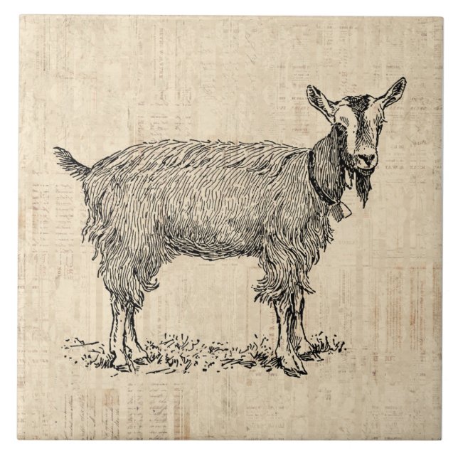 Cute Goat with Bell Illustration Antique Script Ceramic Tile (Front)
