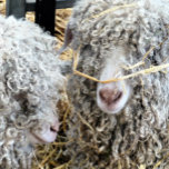 CUTE GOATS  BELT BUCKLE<br><div class="desc">A photographic design of two very cute angora goats with a straw decoration.</div>