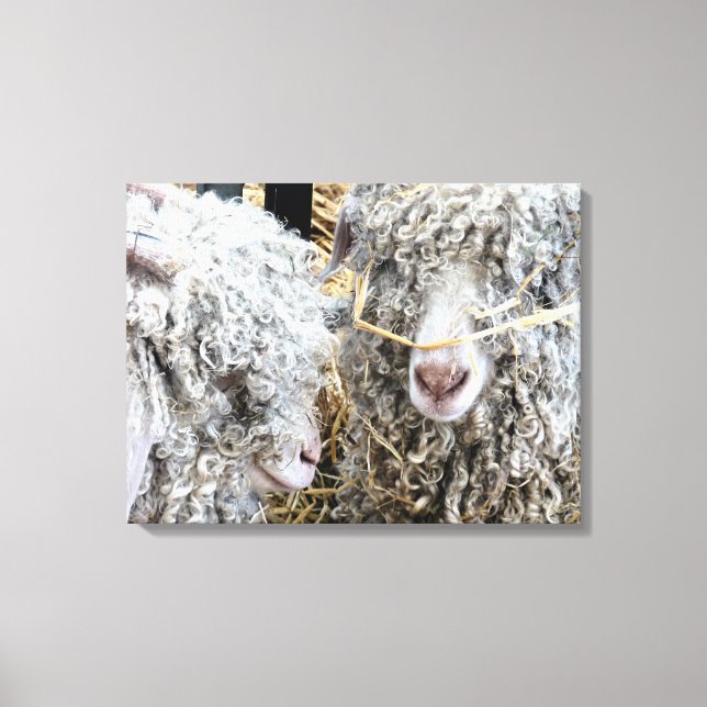 CUTE GOATS  CANVAS PRINT (Front)