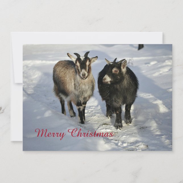Cute Goats Snow Photo Christmas Flat Holiday Card (Front)