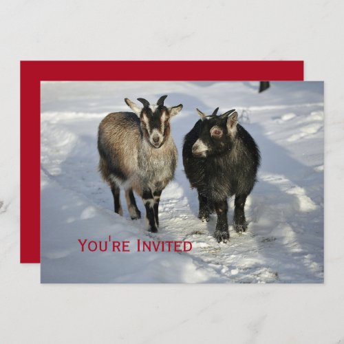Cute Goats Snow Photo Christmas Invitation