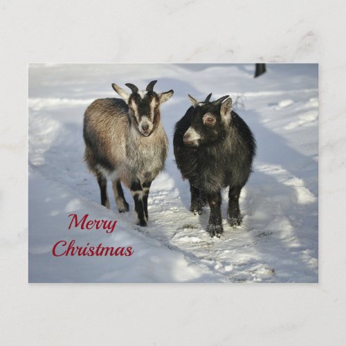 Cute Goats Snow Photo Christmas Postcard