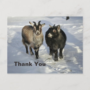 Cute Goats Snow Photo Thank You Postcard