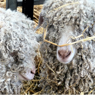 CUTE GOATS TISSUE PAPER