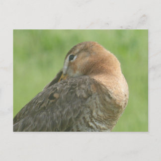 Cute Godwit Close Up DIY Postcard