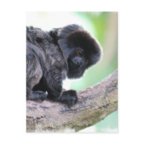 Cute Goeldi Postcard