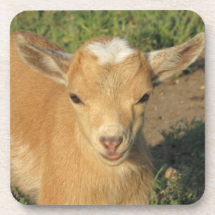 Cute Gold Nigerian Dwarf Dairy Goat Kid Beverage Coaster