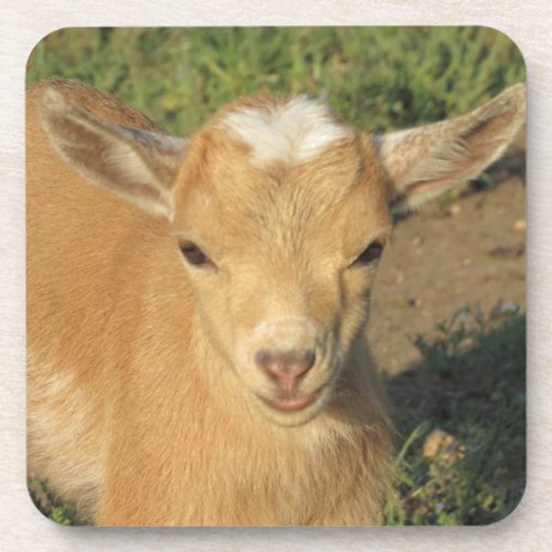 Cute Gold Nigerian Dwarf Dairy Goat Kid Beverage Coaster