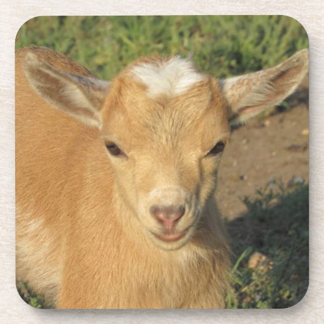 Cute Gold Nigerian Dwarf Dairy Goat Kid Beverage Coaster (Front)