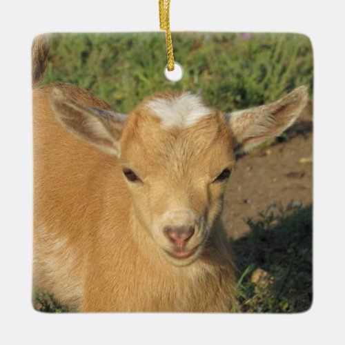 Cute Gold Nigerian Dwarf Dairy Goat Kid Ceramic Ornament