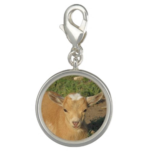 Cute Gold Nigerian Dwarf Dairy Goat Kid Charm