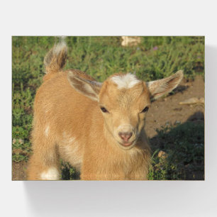 Cute Gold Nigerian Dwarf Dairy Goat Kid Paperweight