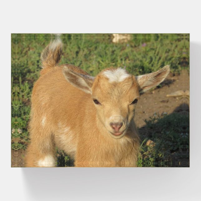 Cute Gold Nigerian Dwarf Dairy Goat Kid Paperweight (Front)