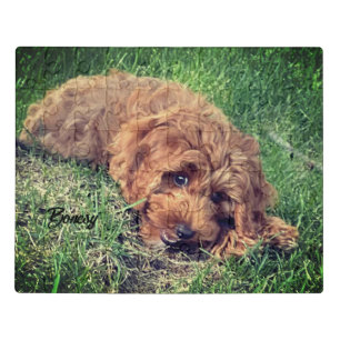 Cute Golden Doodle Puzzle With Tin Box