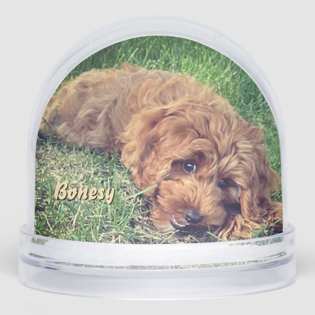 Cute Golden Doodle Snow Globe (Front)