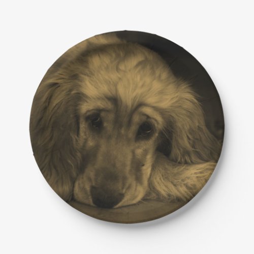 Cute Golden Retriever Dog Laying Down Paper Plates