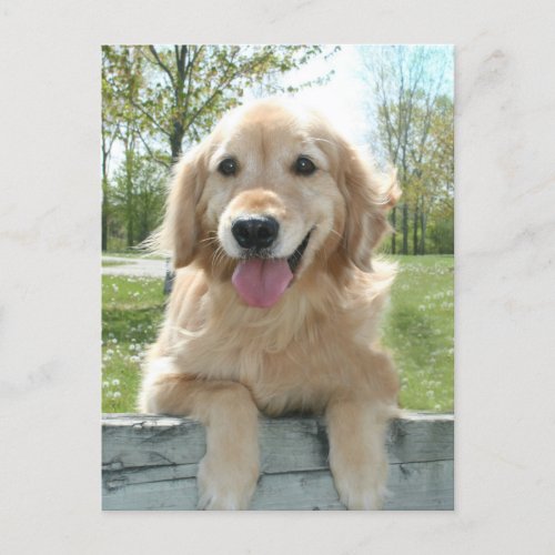 Cute Golden Retriever Dog on Fence Thinking of You Postcard